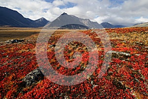 Beautiful autumn arctic landscape. Mountain valley view. Red leaves of arctous in the autumn tundra. photo