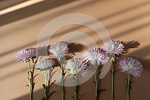 Autumn aster flowers with aesthetic sunlight shadows on neutral beige background top view flat lay. Floral minimalist still life