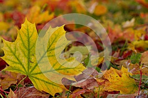Beautiful autumn background. Autumn maple leaves.