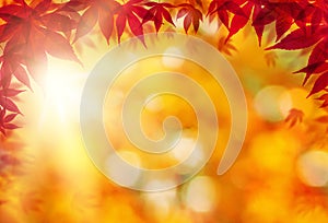 Beautiful autumn background border with fall maple leaves and golden bokeh light