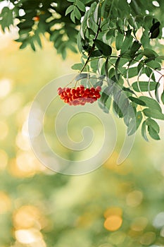Beautiful autumn background with bunches of red rowan berries on blurred nature. Vertical photo