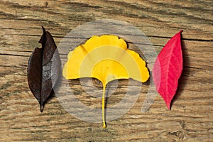 Beautiful autumn background with colored maple leaves on old wooden board. Two maple leaf hanging from the top, flat lay