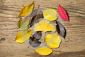 Beautiful autumn background with colored maple leaves on old wooden board. Two maple leaf hanging from the top, flat lay