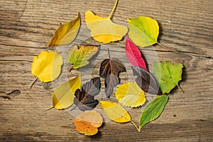 Beautiful autumn background with colored maple leaves on old wooden board. Two maple leaf hanging from the top, flat lay