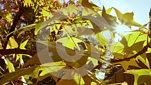 Beautiful autumn background. extreme close-up. yellow maple leaves. sun glare