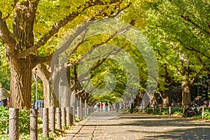 Beautiful autumn background, Ginkyo trees in meiji jingu shirine park japan