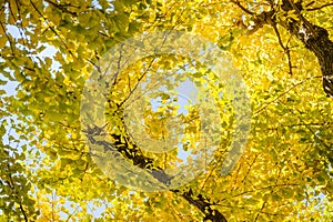 Beautiful autumn background, Ginkyo trees in meiji jingu shirine park japan