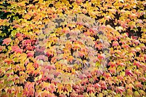 beautiful autumn background. orange leaves of ivy or wild grapes. fall season concept. copy space. template for design