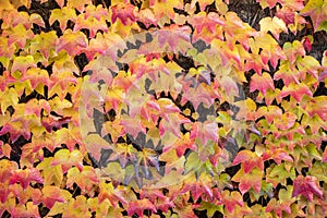 beautiful autumn background. orange leaves of ivy or wild grapes. fall season concept. copy space. template for design