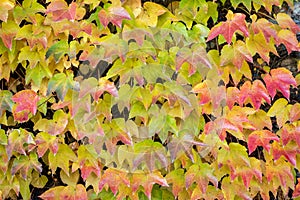 beautiful autumn background. orange leaves of ivy or wild grapes. fall season concept. copy space. template for design