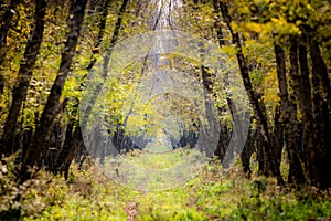 Beautiful autumn background with pathway through the wood, Yellow orange leaves fall on the ground floor with the rows