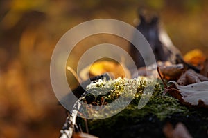 Beautiful autumn background with tree with moss. Inspiration nature. Autumn concept. Nature background
