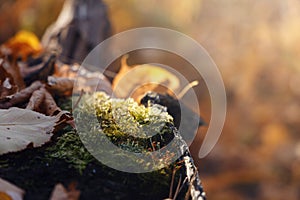 Beautiful autumn background with tree with moss. Inspiration nature. Autumn concept. Nature background. Selective focus. Macro sho