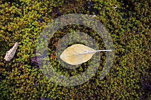 Beautiful autumn background. Yellow autumn leaf on green magnificent moss. Close-up