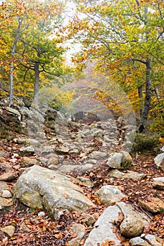 Beautiful autumn beech forest on the Spanish mountain Montseny