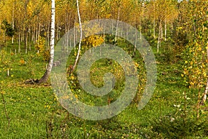 Beautiful autumn birch grove in october