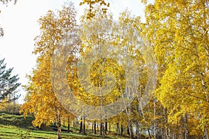 Beautiful autumn birches