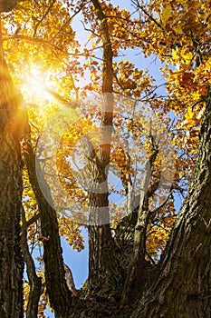 Beautiful autumn branches of an old oak tree with yellow yellow foliage