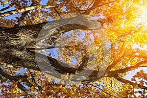 Beautiful autumn branches of an old oak tree with yellow yellow foliage