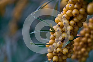 Beautiful autumn bright yellow sea buckthorn berries