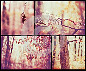 Beautiful autumn collage