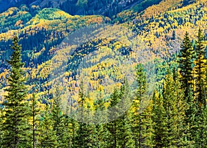 Beautiful Autumn Color in the Colorado Rocky Mountains photo