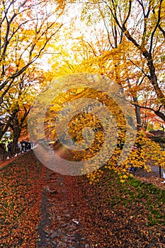 Beautiful autumn color of Japan maple leaves in Maple corridor Momiji Kairo at autumn season,Kawaguchiko, Fujiyoshida,