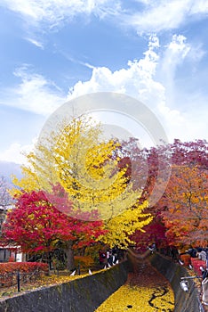 The beautiful autumn color of Japan maple leaves in Maple corridor Momiji Kairo at autumn season,Kawaguchiko, Fujiyoshida,