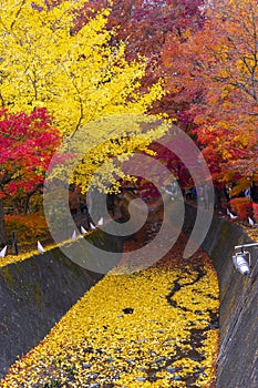 The beautiful autumn color of Japan maple leaves in Maple corridor Momiji Kairo at autumn season,Kawaguchiko, Fujiyoshida,