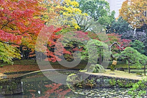 beautiful autumn color of Japan maple leaves on tree is green, yellow, orange and red discoloration and refletion on water photo