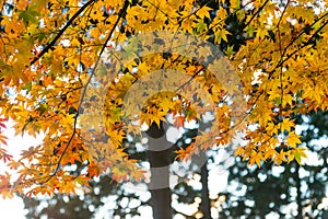 the beautiful autumn color of Japan mapleleaves on tree is gre