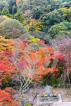 the beautiful autumn color of Japan mapleleaves on tree, yellow