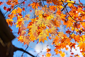 the beautiful autumn color of Japan mapleleaves on tree, yellow