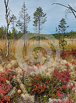 Beautiful autumn colored shrubbery in Swedish Lapland