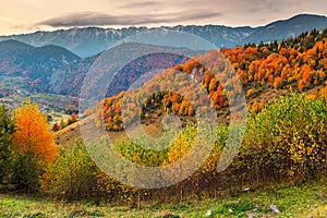 Beautiful autumn colorful landscape, Magura village, Brasov county, Transylvania, Romania
