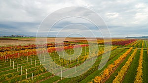 Beautiful autumn coloros. Aerial drone view of wineyards fields from the top. Drone Aerial View Concept