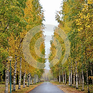 Beautiful autumn colors at the cemetery