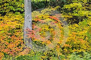 Beautiful autumn colors in the Pacific Northwest