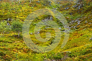 A beautiful autumn colors on the slopes of the mountains in Folgefonna national park,