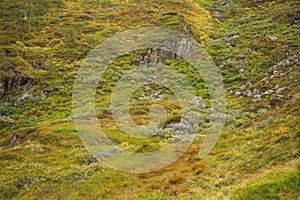 A beautiful autumn colors on the slopes of the mountains in Folgefonna national park,