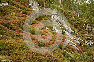 A beautiful autumn colors on the slopes of the mountains in Folgefonna national park,