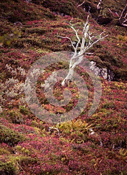 A beautiful autumn colors on the slopes of the mountains in Folgefonna national park,