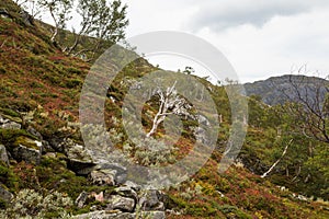 A beautiful autumn colors on the slopes of the mountains in Folgefonna national park,