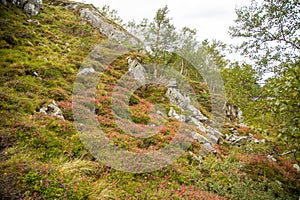 A beautiful autumn colors on the slopes of the mountains in Folgefonna national park,