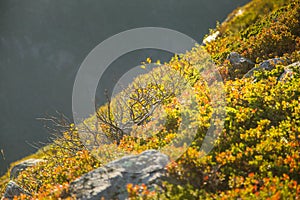 A beautiful autumn colors on the slopes of the mountains in Folgefonna national park,