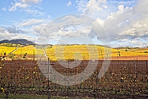 Rain clouds over beautiful yellow vineyard landscape