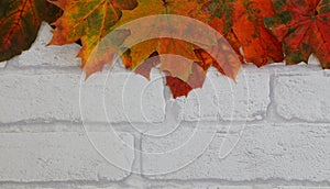 Beautiful Autumn colour maple leaf border on white brick background