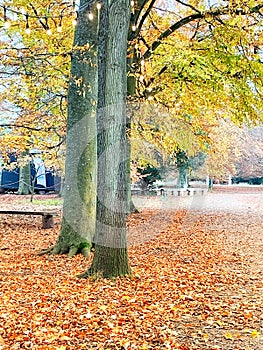 Beautiful autumn coloured leaves and trees
