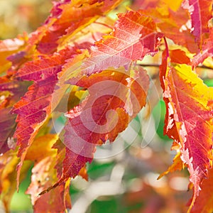 Beautiful autumn composition consists of red leaves.