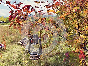 Beautiful autumn composition with vintage lantern hanging on red maple